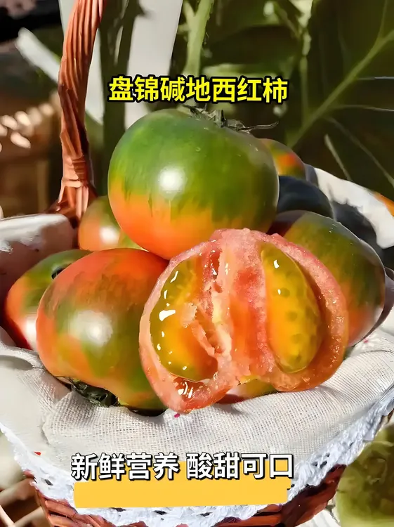 盘锦碱地柿子铁皮西红柿柿子，精品小果净重4斤，顺丰包邮洋柿子