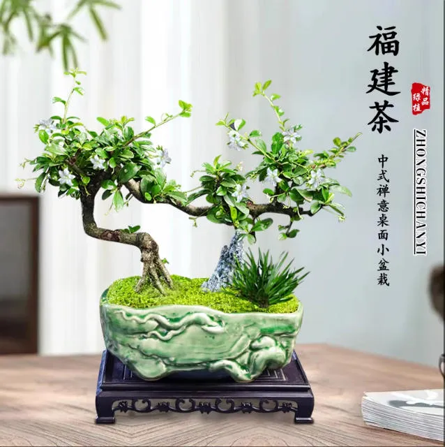 福建茶盆栽飘枝绿植室内盆栽办公室悬崖造型老桩禅意植物客厅盆景