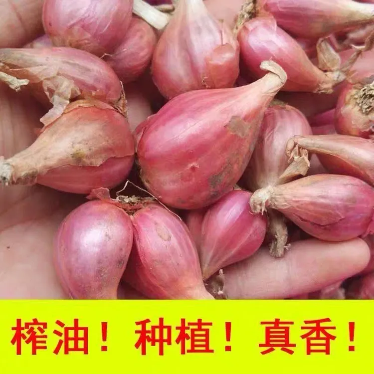 红葱头种四季葱头干新鲜葱头花盆栽红葱头种四季香葱火葱种葱头