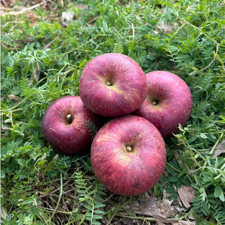 云南曲靖丑苹果高山种植冰糖心脆甜多汁新鲜现摘现发