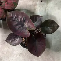 133-0915泰国发货黑不溜秋