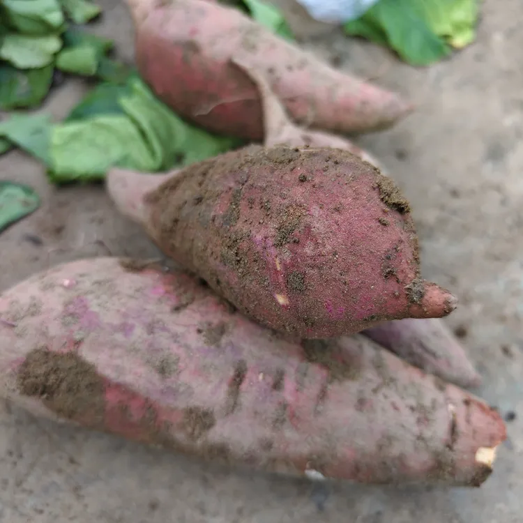 西瓜红蜜薯软糯香甜黄心新地瓜25年红薯山芋