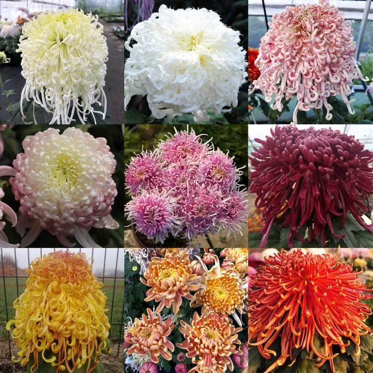 大菊花苗盆栽花卉九月菊乒乓菊花多年生绿植四季开花室内外种植