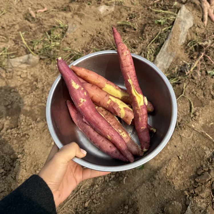 陕西正宗板栗红薯自家种植新鲜现挖软糯香甜糖心蜜薯