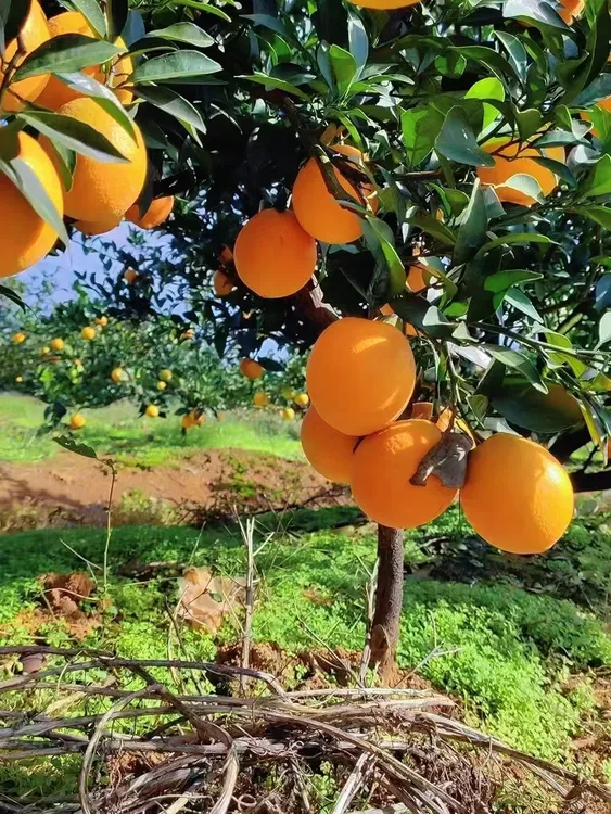 道州脐橙当季水果多汁新鲜应季水果产地直发