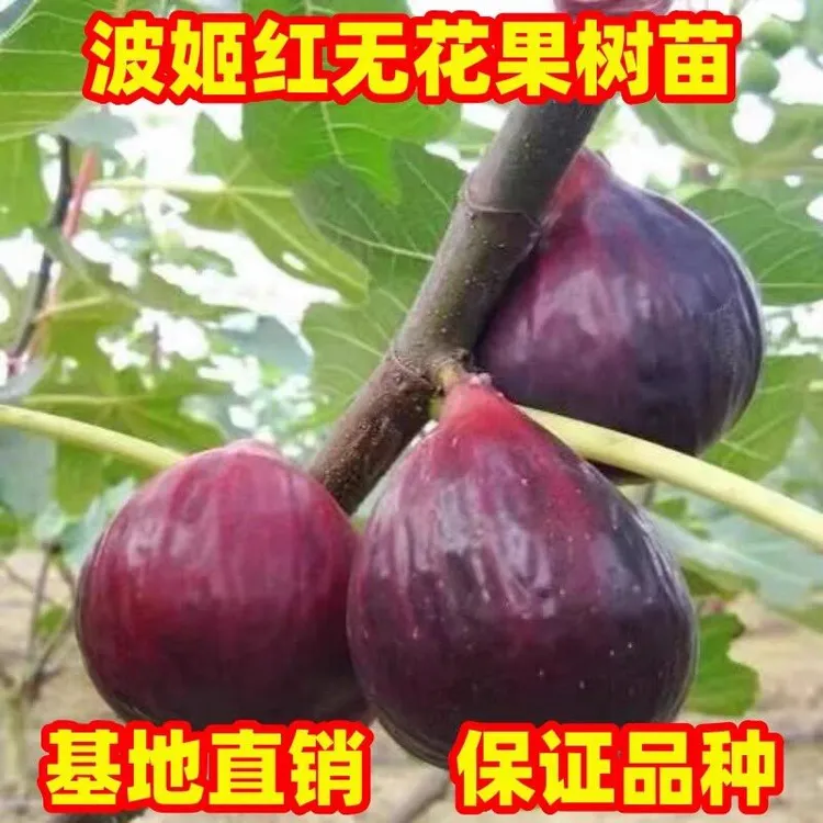 波姬红无花果树苗 无花果苗 青皮矮化无花果树 盆栽地栽果树苗