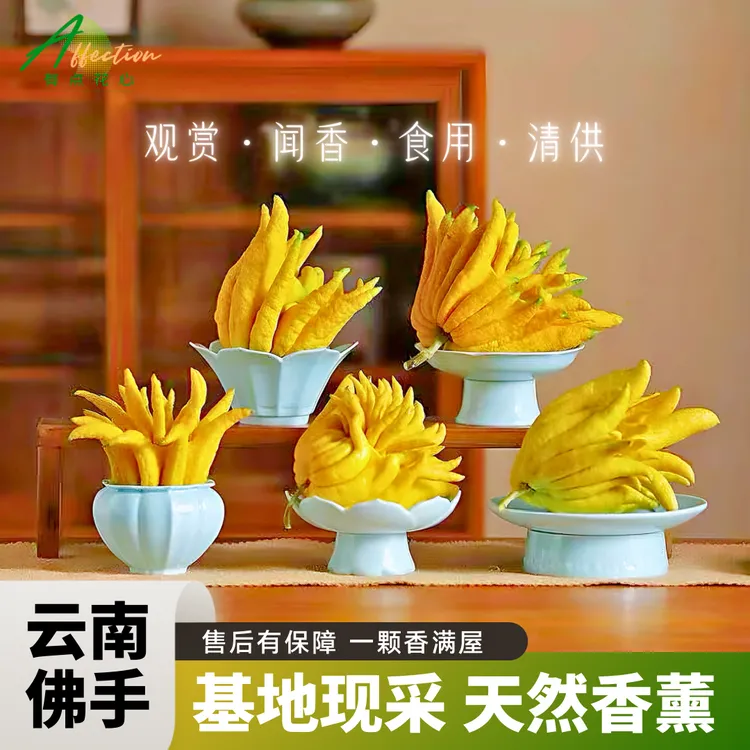 2【云南高山佛手】佛手柑天然l种植贡品闻香水培清供观赏露天新鲜商品图