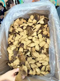 君君优选 正宗新会核心产区自然生晒金丝苟腩皮 9月28