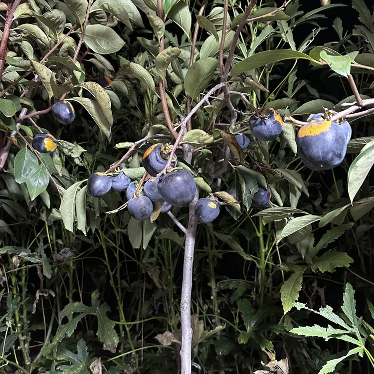 柿子水果苗树苗别墅庭院种植黑柿子黑柿子树果树水果树苗带果果苗
