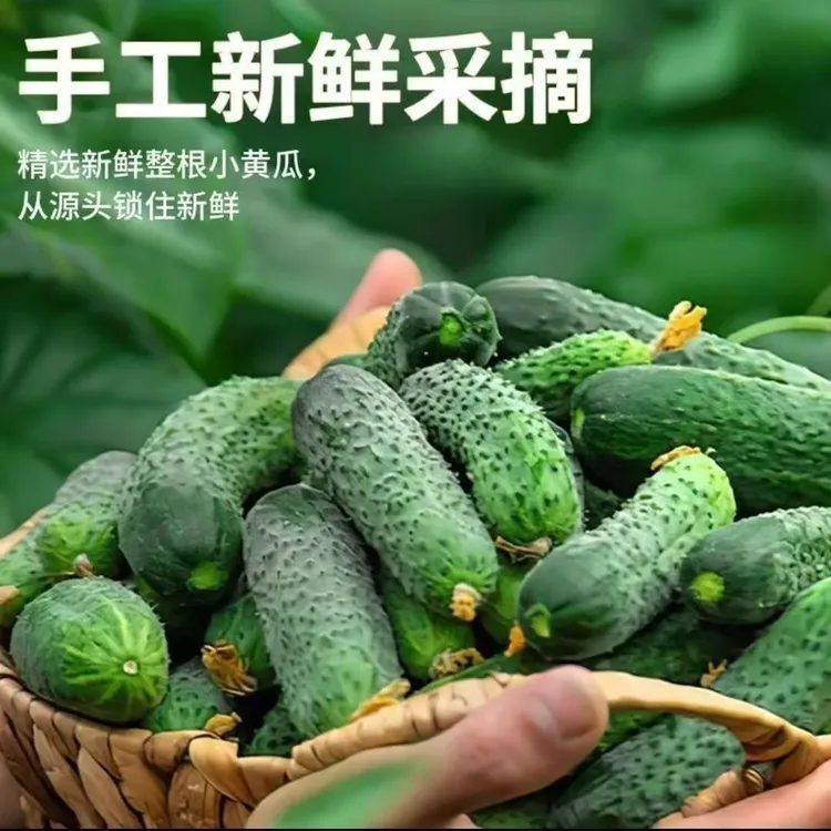 新鲜现摘山东玛莎水果旱黄瓜带刺清香口感鲜嫩