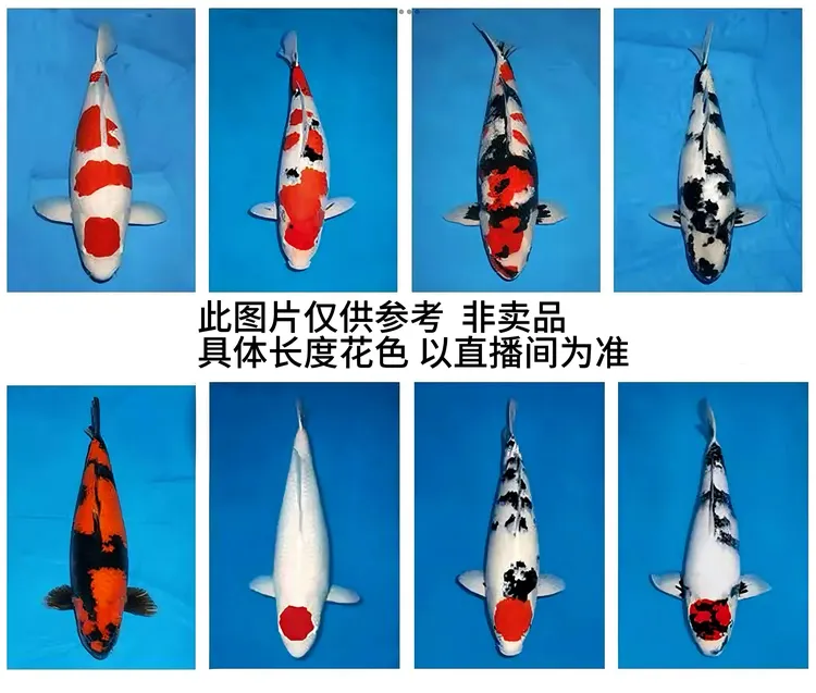 名言锦鲤精品纯种锦鲤冷水淡水观赏鱼好养耐活