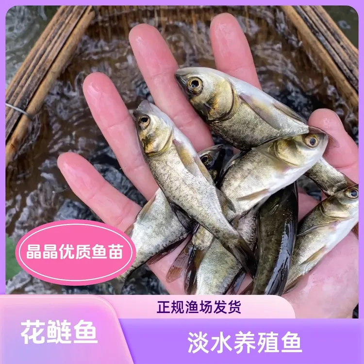 花鲢鱼苗 大头鱼苗 淡水鱼苗 淡水养殖