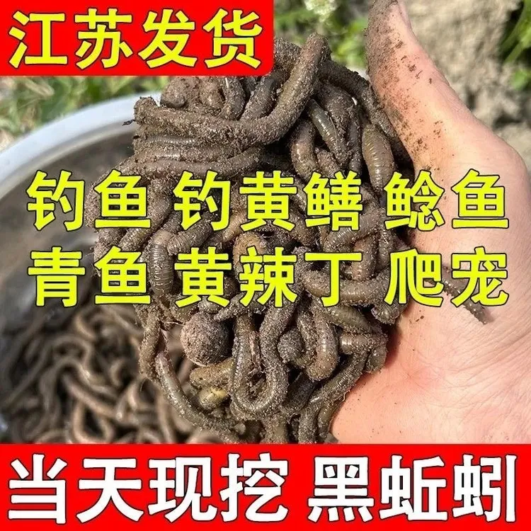 鲜活黑蚯蚓钓黄鳝青蚯蚓特大臭蚯蚓地龙活体蚯蚓野钓钓鱼鱼饵活铒