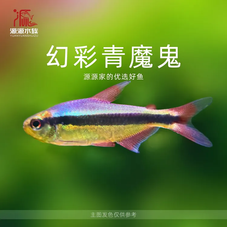 【源源水族】幻彩青魔鬼小型观赏鱼活体顺丰发货热带热带鱼观赏鱼