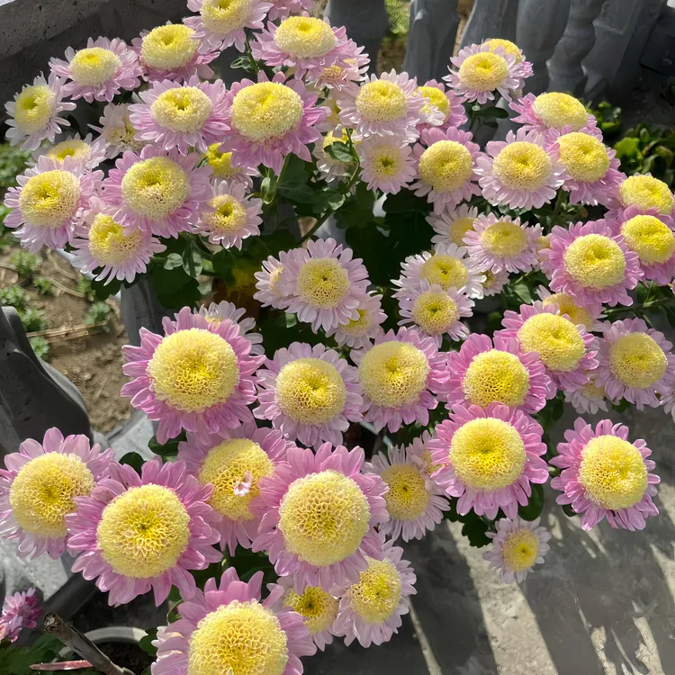 小雏菊苗鲜花四季种植花卉花苗菊花苗菊花盆栽国华圣者菊花苗绿植