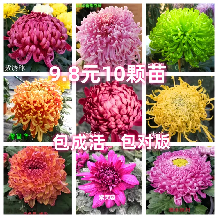 大菊花苗四季开花多年生菊花小苗盆栽荷兰菊室内庭院阳台花卉绿植
