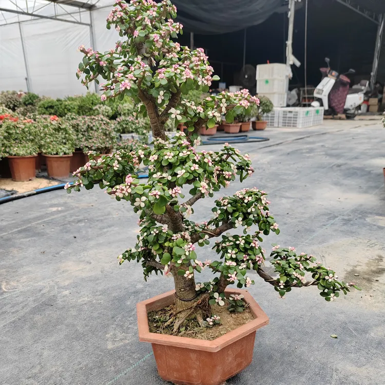 金枝玉叶迎客松造型盆景88
