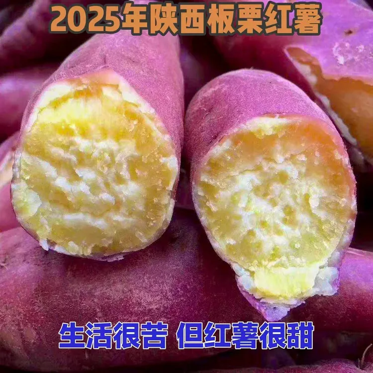 陕西正宗沙地板栗红薯地瓜红皮地瓜软糯香甜番薯糖心蜜薯现挖现发