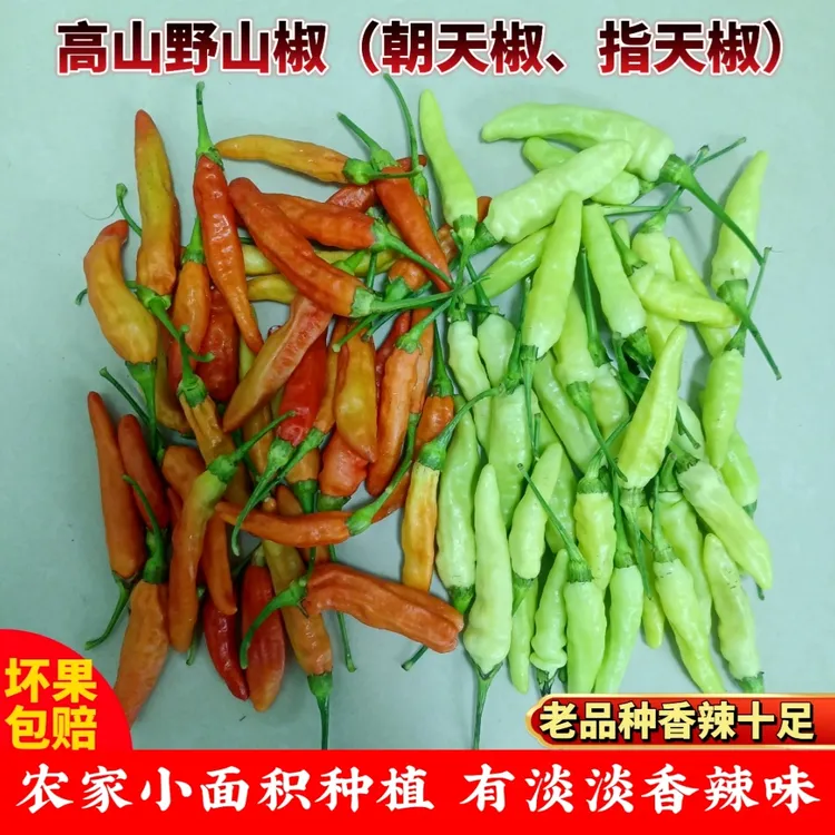 新鲜现摘云南临沧小米辣椒指天云南特产土特产辣椒白米辣椒朝天椒