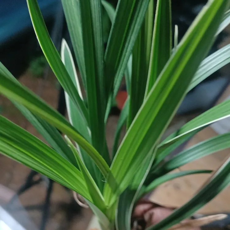 室内好养易活四季开花浓香型兰花盆栽带花苞紫阳花