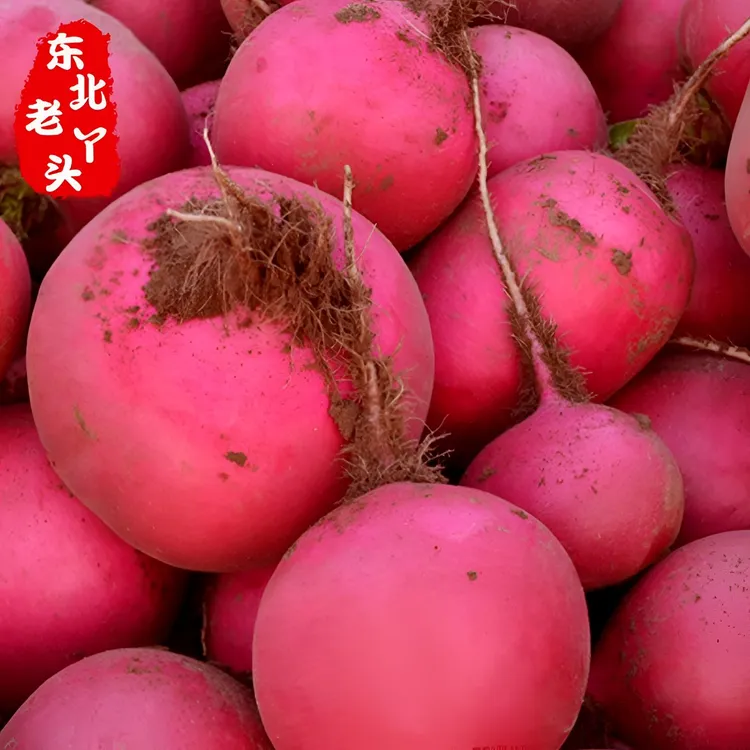 东北农家种植新鲜采摘当季大红萝卜红皮白心红袍产地甄选直发包邮