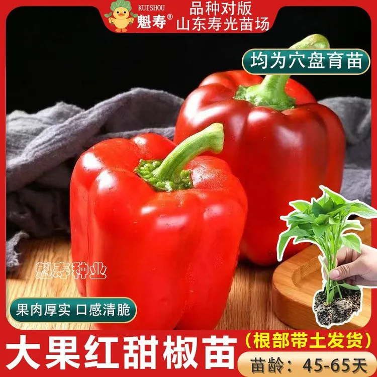 红甜椒苗子黄甜椒苗子红尖椒红辣椒种子大果彩椒蔬菜种籽大全阳台