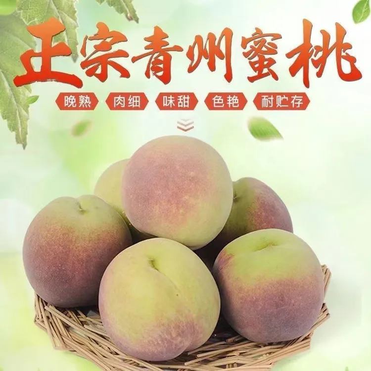 【青脆桃】现摘青州蜜桃毛桃新鲜正宗当季脆甜桃子水果整箱