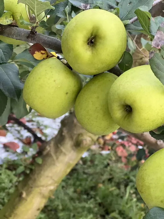 云南昭通瑞雪苹果脆甜多汁2025新鲜采摘当季新鲜纯甜脆甜青苹果