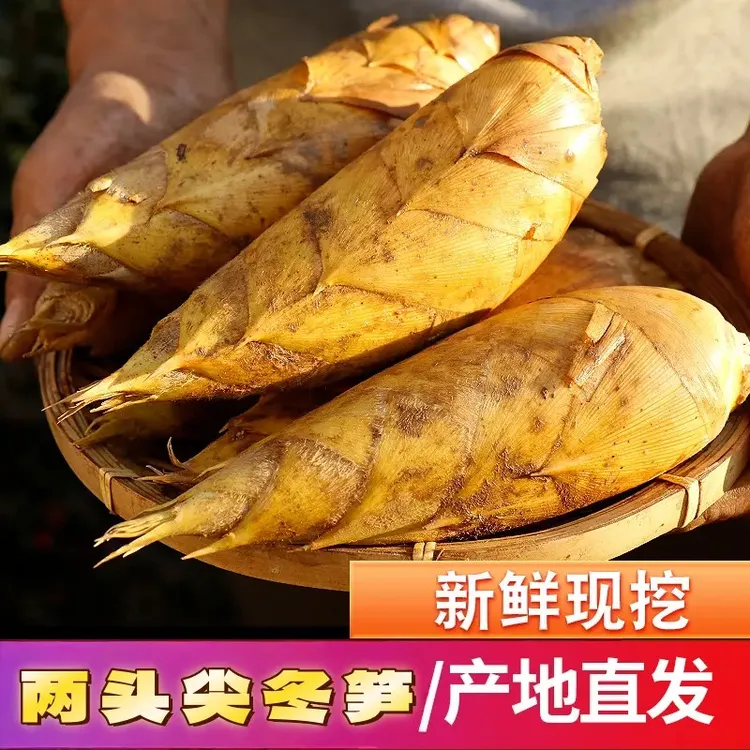 精品两头尖冬笋3斤5斤 新鲜竹笋应季蔬菜