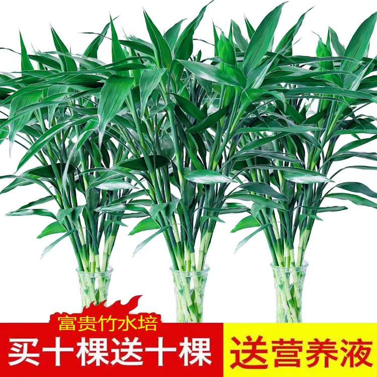 富贵竹水培植物客厅养护竹子节节高富贵竹绿植盆栽花卉室内植物