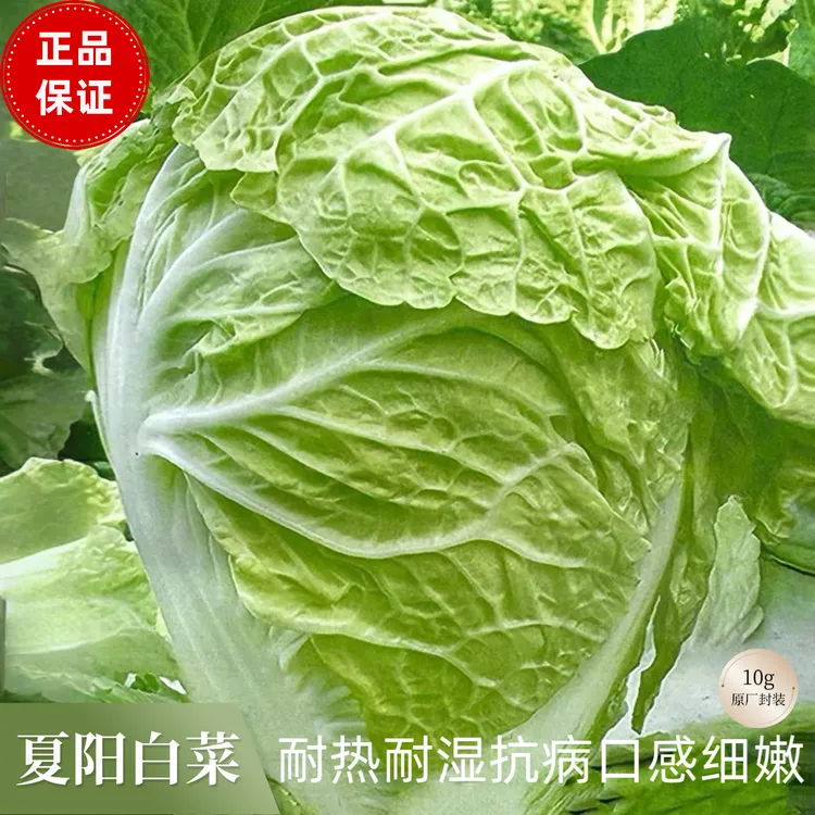 日本夏阳早熟耐热大白菜大田夏秋草莓快菜蔬菜乌塌菜菜心种子吃鱼
