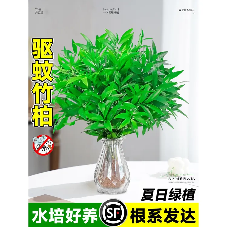 驱蚊竹柏水培植物盆栽绿萝花卉室内花鲜花办公室绿植物驱蚊草好养