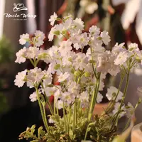 种花王大爷 陕西羽叶报春球花报春花卉植物花量大耐寒阳台庭院