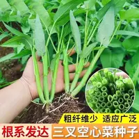 【满五包包邮】三叉空心菜种子四季春季菜种青菜盆栽菜籽
