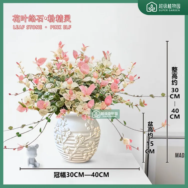 花叶络石粉精灵盆栽室内绿植客厅四季耐热耐寒植物庭院四季植物
