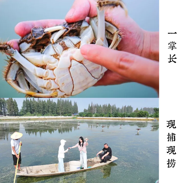 【活蟹】江苏高淳固城湖大闸蟹3两全母蟹3.1-2.9两 6-10只顺丰冷链