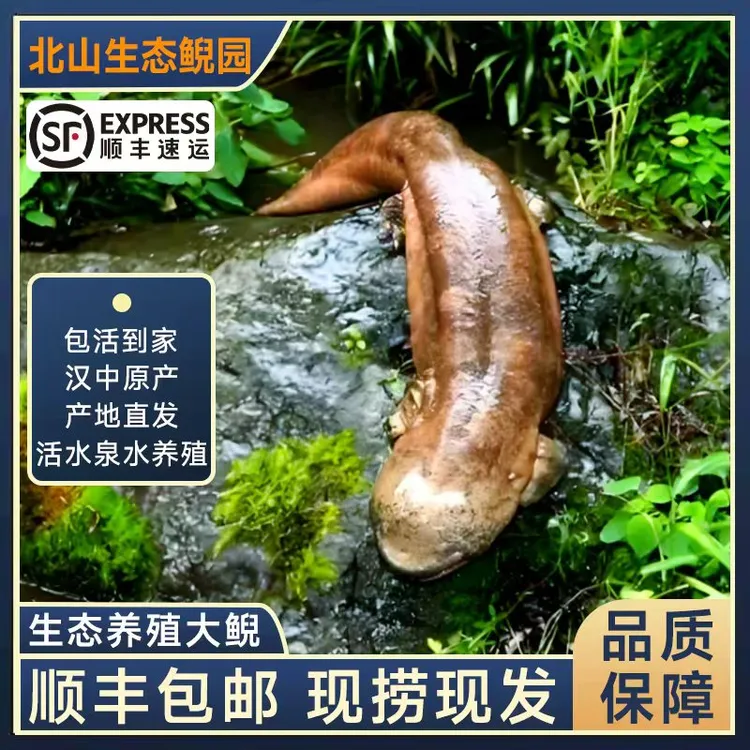 娃娃鱼2-6斤人工养殖子二代北山生态养殖娃娃鱼海鲜生鲜包活到家