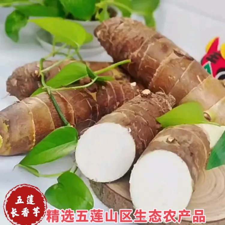五莲长香芋  现挖新鲜香芋 绵糯