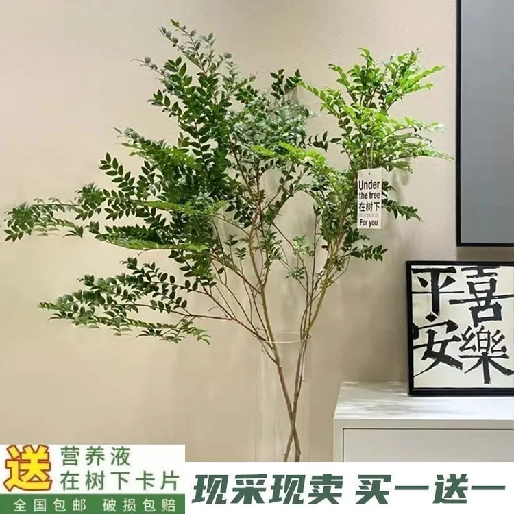 美男树水培切枝绿植办公室内客厅装饰过年开花植物买一送一包邮