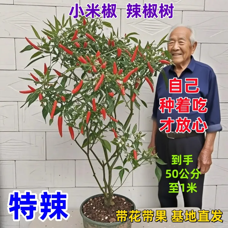 正宗特辣小米椒朝天椒大树盆栽带花果室外内绿植阳台老桩四季结果