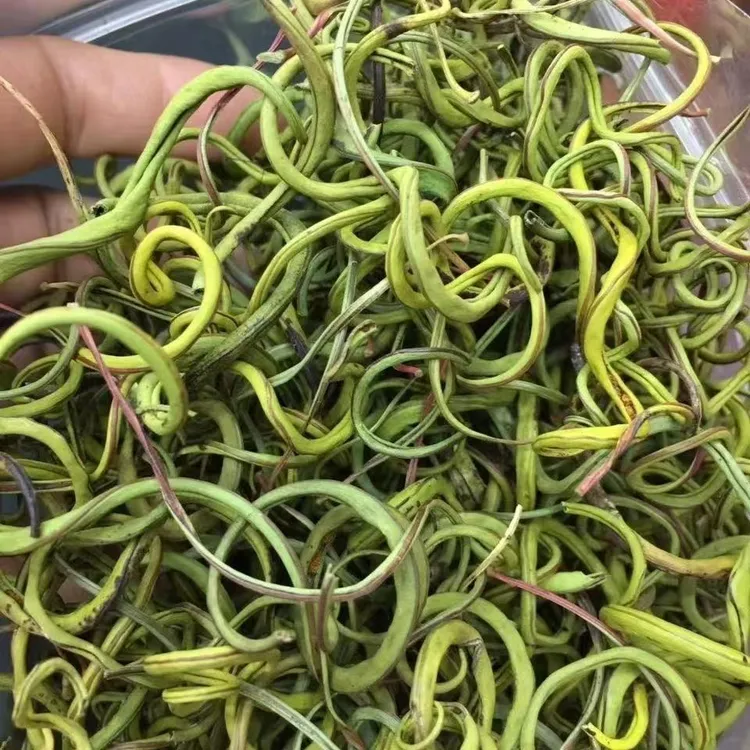 正宗长白山化石草肾精草男黄金草养生泡可搭配枸杞