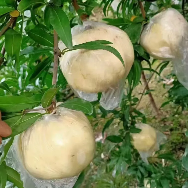 怀远石榴白花玉石籽三白石榴10斤礼盒装滋补新鲜水果