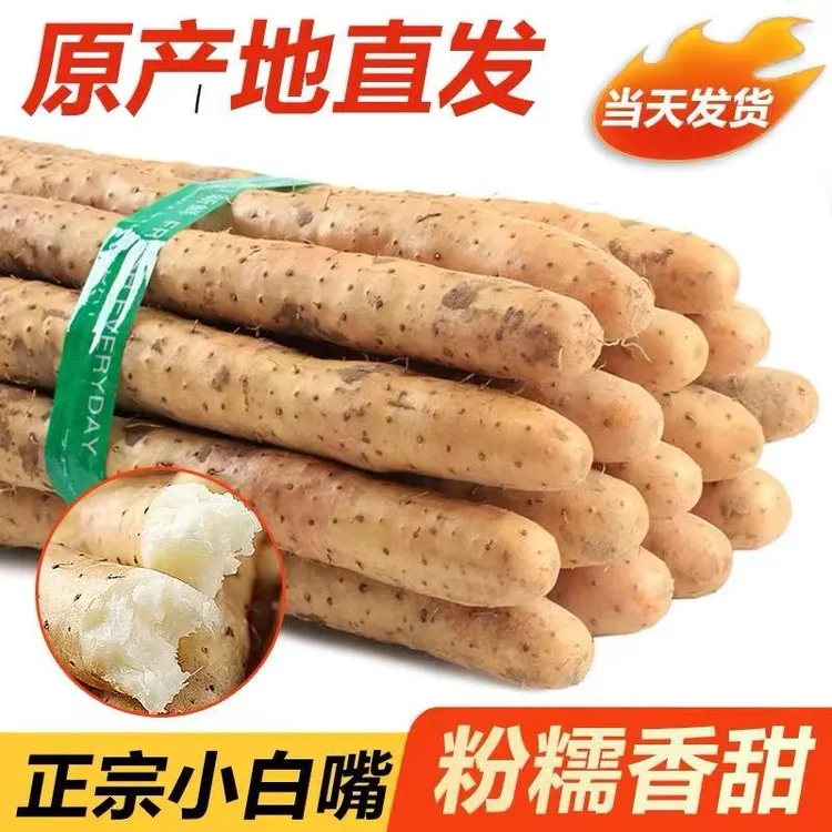 河北特产农产品新鲜正宗小白嘴山药软糯香甜生脆山药产地直发5斤