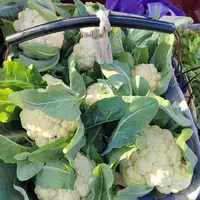 蔬菜苗花菜苗青梗花菜苗有机花菜苗盆栽地栽秋冬耐寒高产早熟植物