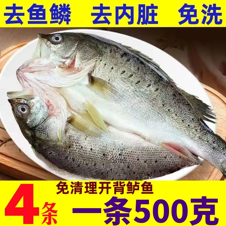 （开背鲈鱼4条）（500g/条）七星开背鲈鱼去腮去鳞去内脏新鲜冷冻发货
