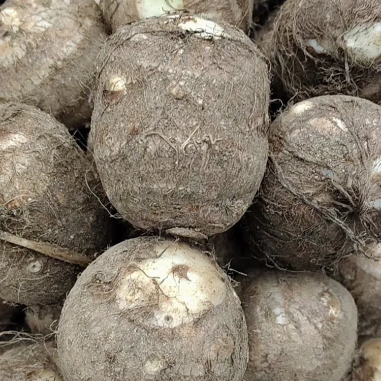 农家自种芋头软糯香甜应季新疆西藏青海的不发!