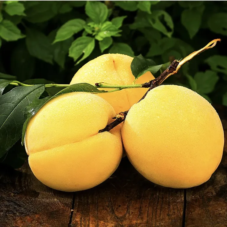 炎陵黄桃【顺丰直达5斤装】现摘应季新鲜水果脆甜多汁软嫩好吃