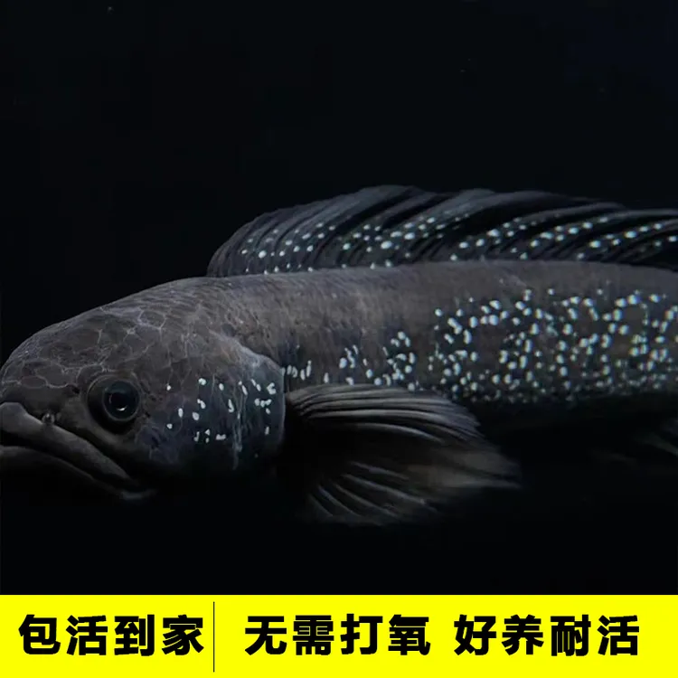 大帆大尾七星雷龙鱼观赏鱼凶猛冷水鱼观赏鱼淡水雷龙鱼月鳢爆星