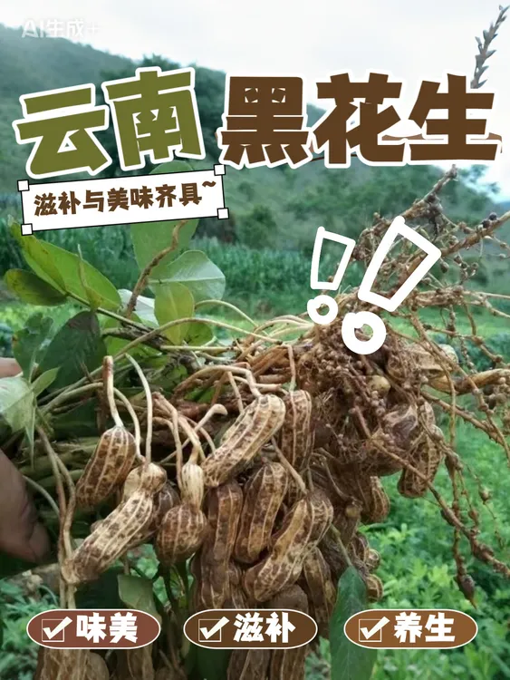 云南高原现挖新鲜带壳带泥黑花生可生吃水煮农家自种