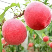 【顺丰包邮】现摘现发新鲜桃子应季水果 农家自种水蜜桃毛桃